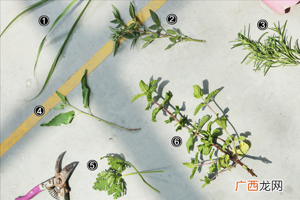 家里种什么植物可以驱蚊虫这些植物还能入菜