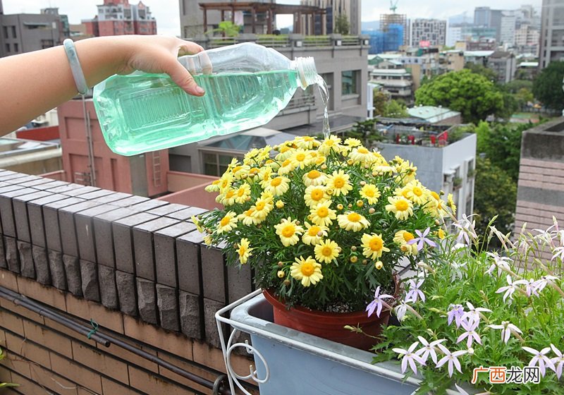 玛格丽特花怎么种养少女花玛格丽特