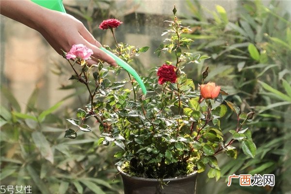玫瑰花盆栽种植方法玫瑰花盆栽在家这样养