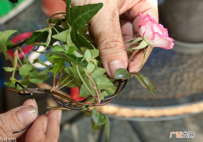玫瑰花盆栽种植方法玫瑰花盆栽在家这样养