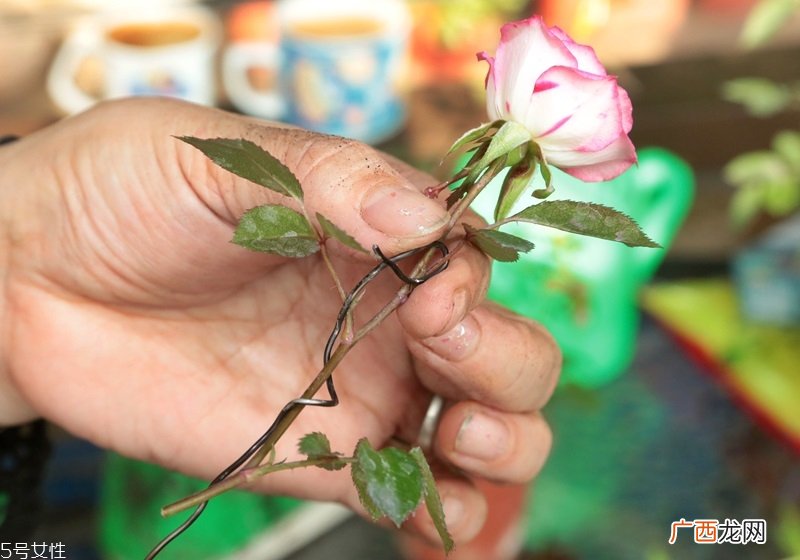 玫瑰花盆栽种植方法玫瑰花盆栽在家这样养