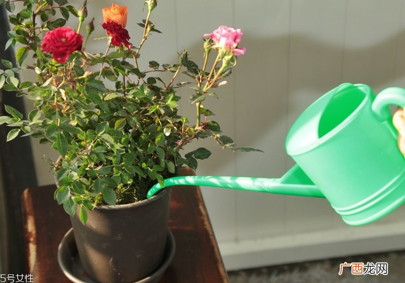 玫瑰花盆栽种植方法玫瑰花盆栽在家这样养