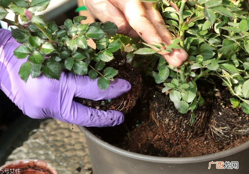 玫瑰花盆栽种植方法玫瑰花盆栽在家这样养