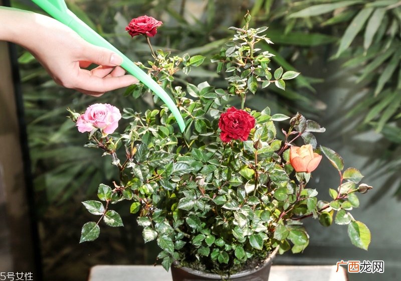 玫瑰花盆栽种植方法玫瑰花盆栽在家这样养