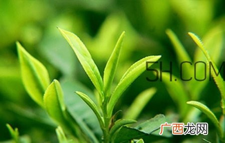 雅顿身体乳怎么样 雅顿身体乳保质期