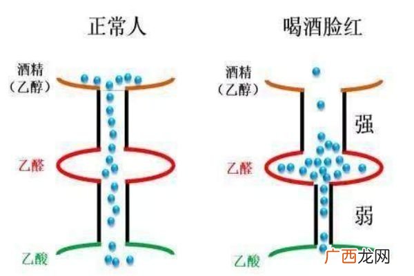 喝酒上脸的人酒量好吗喝酒上脸好不好