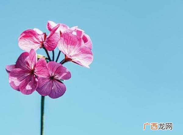 爱上已婚男人最好的处理方式，最好的方式就是这样处理