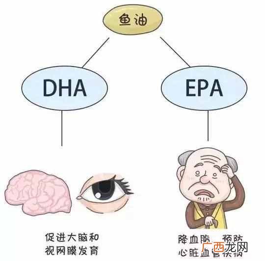 鱼油和鱼肝油的区别有哪些,你懂多少!