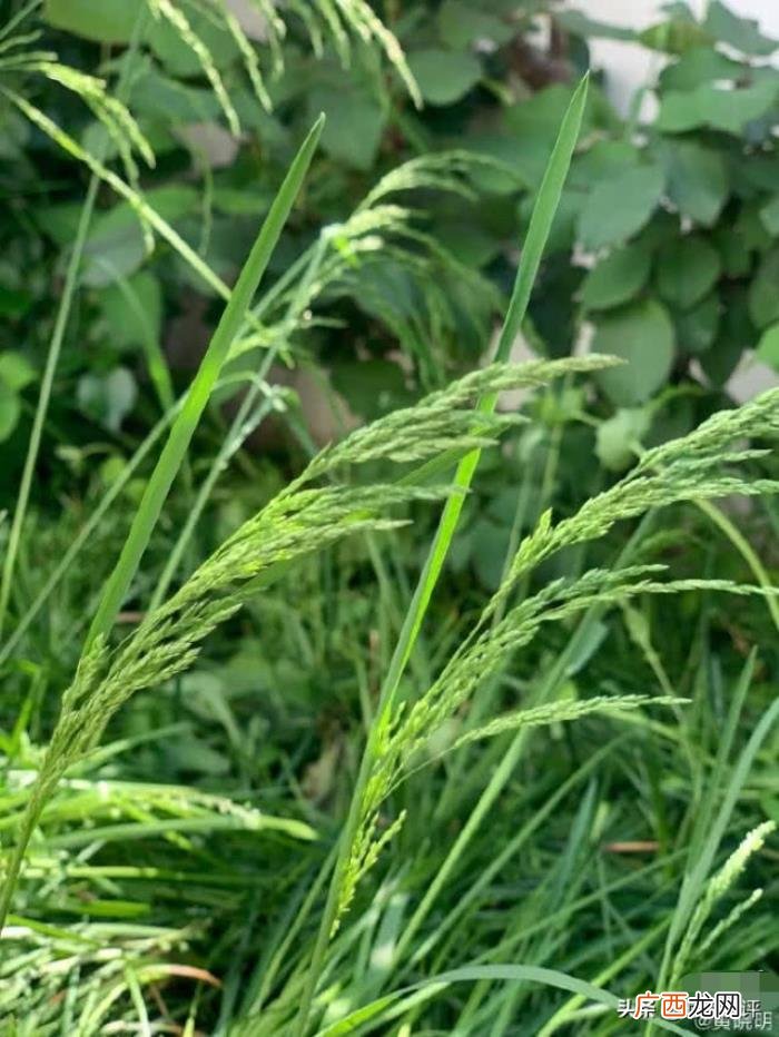 李沁张馨予,李治廷景甜李沁张馨予戚薇晒鲜花美食