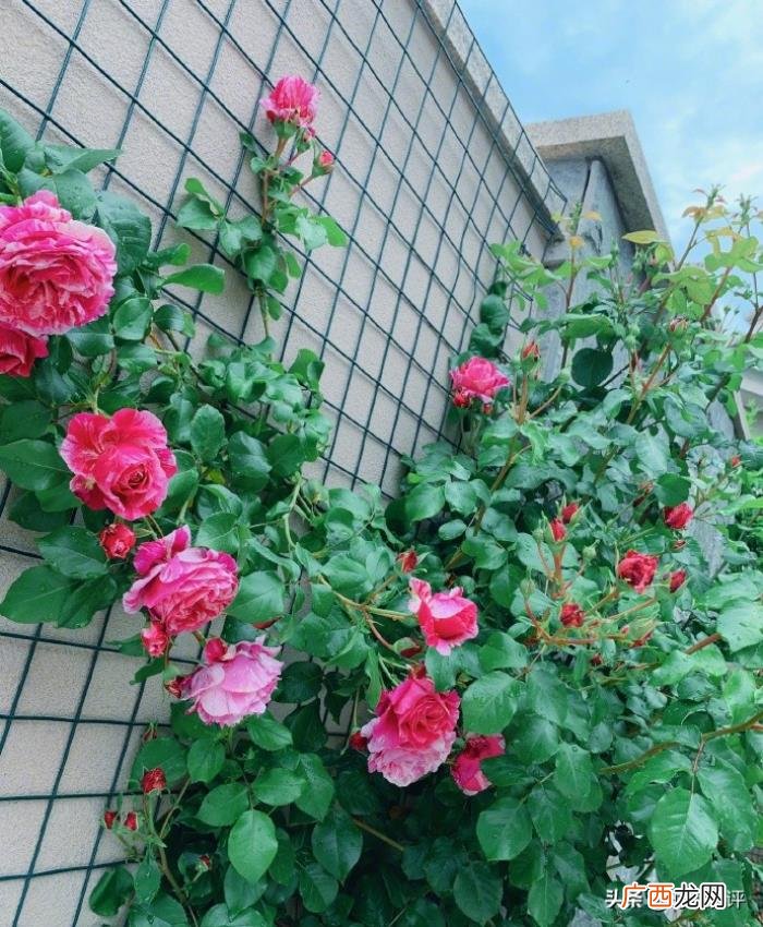 李沁张馨予,李治廷景甜李沁张馨予戚薇晒鲜花美食