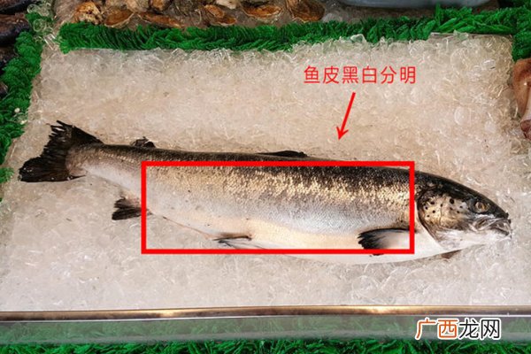 如何判断三文鱼是否新鲜三文鱼新鲜判断方法