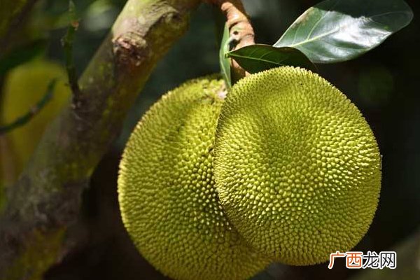 冬天菠萝蜜怎么催熟冬天催熟3个小妙招