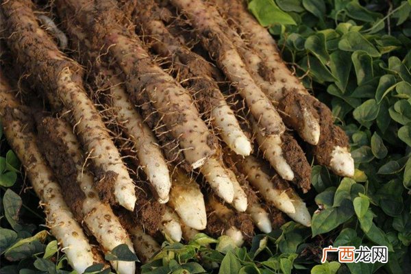 哪种山药适合炖汤细长的铁棍山药