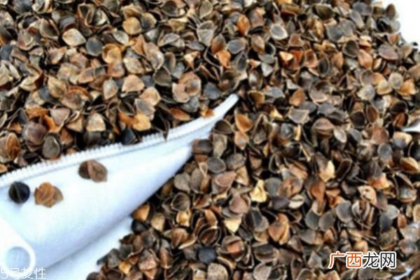 荞麦枕能洗吗荞麦枕可以治失眠