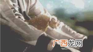 鸡头稳定原理是什么，鸡头稳定神器！