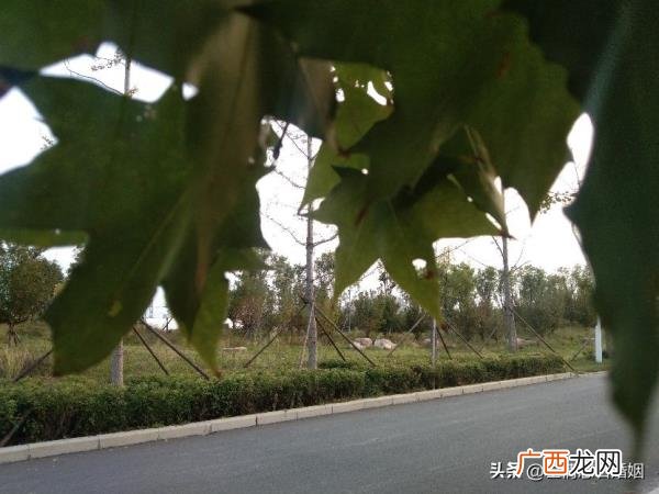 爱我的男人有很多，我这辈子遇见一个拿命爱我的男人