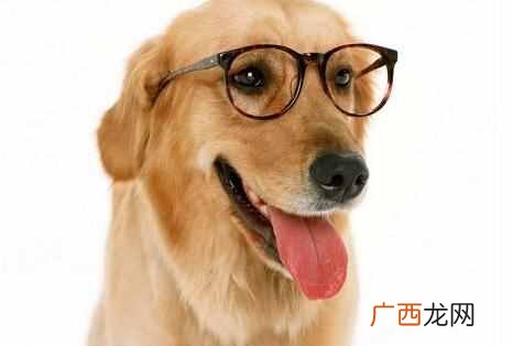 2018今年是什么年，今年属什么生肖！