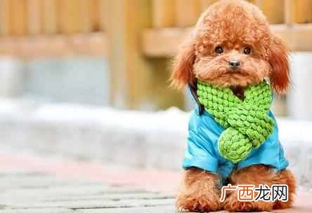 2018今年是什么年，今年属什么生肖！