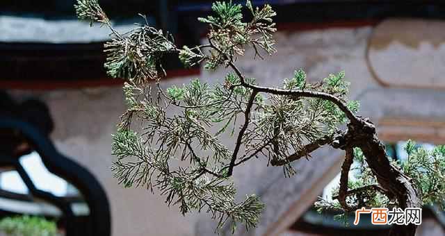 中秋节的习俗和来历，中秋节有什么传说！