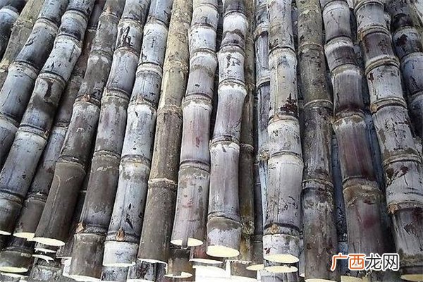 甘蔗皮属于什么垃圾甘蔗皮是干垃圾还是湿垃圾