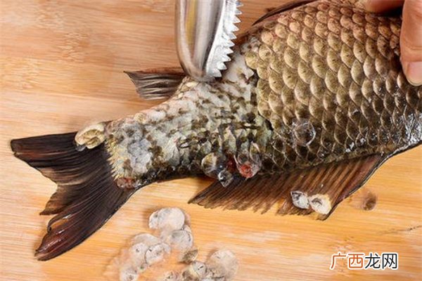 鱼鳞属于什么垃圾鱼鳞是湿垃圾吗