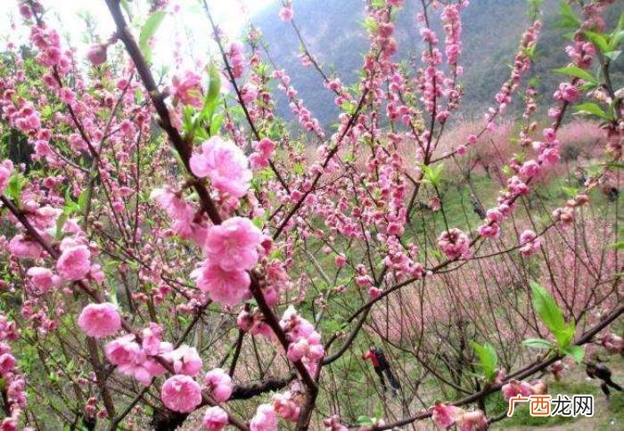 整理十首赞美桃花的古诗 桃花诗词名句