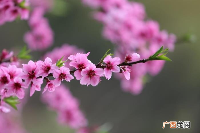 整理十首赞美桃花的古诗 桃花诗词名句