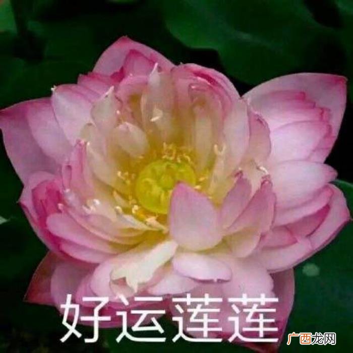 热门搞笑表情包50张 网络最火搞笑图片