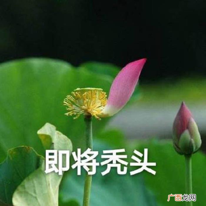 热门搞笑表情包50张 网络最火搞笑图片