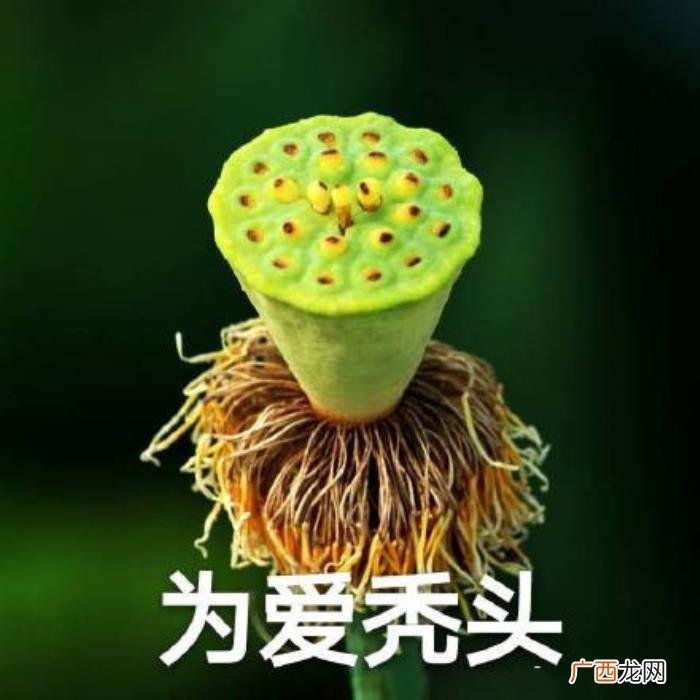 热门搞笑表情包50张 网络最火搞笑图片