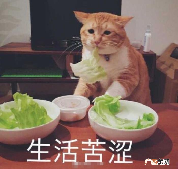 热门搞笑表情包50张 网络最火搞笑图片