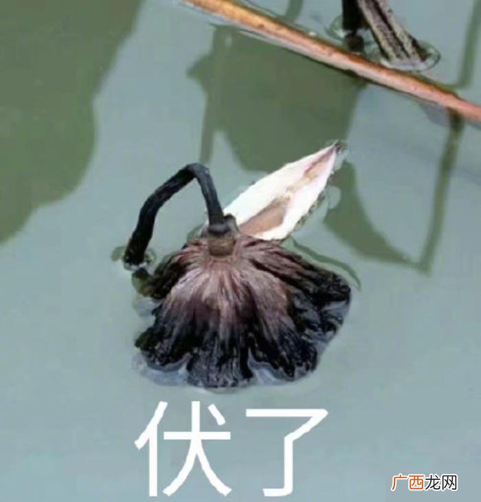 热门搞笑表情包50张 网络最火搞笑图片