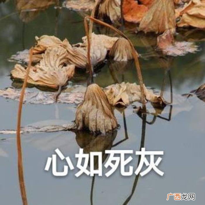 热门搞笑表情包50张 网络最火搞笑图片