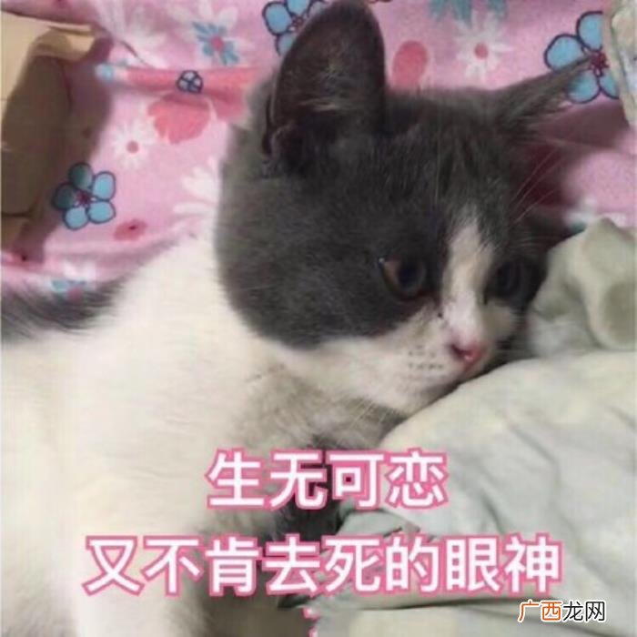 热门搞笑表情包50张 网络最火搞笑图片
