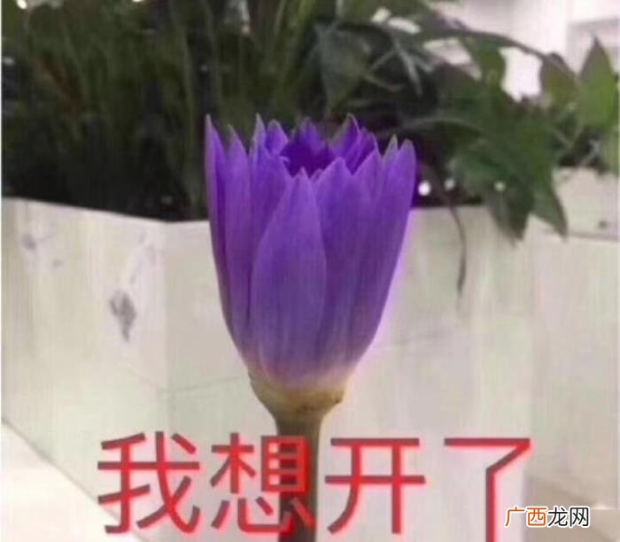 热门搞笑表情包50张 网络最火搞笑图片