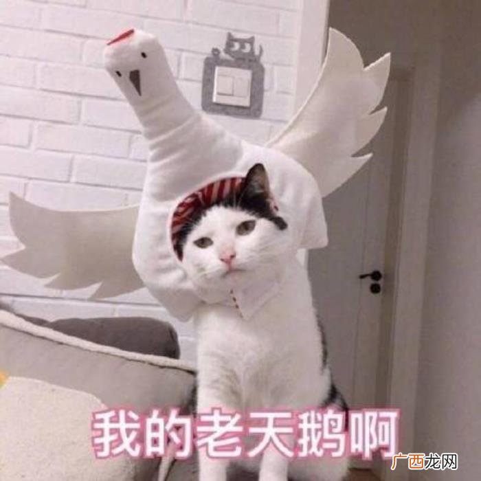 热门搞笑表情包50张 网络最火搞笑图片