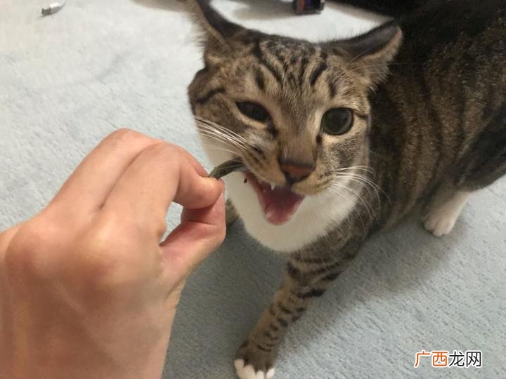 omegaplus小鱼干猫零食是哪个国家的omegaplus小鱼干猫零食怎么吃