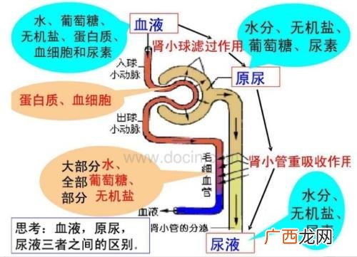 人体中含有尿素吗尿素过高有什么影响
