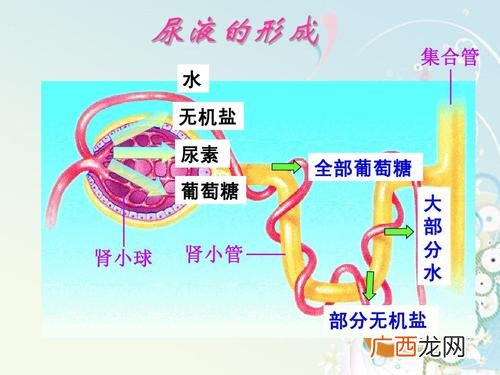 人体中含有尿素吗尿素过高有什么影响