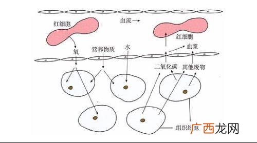怎样能提高代谢功能提高代谢功能的方法