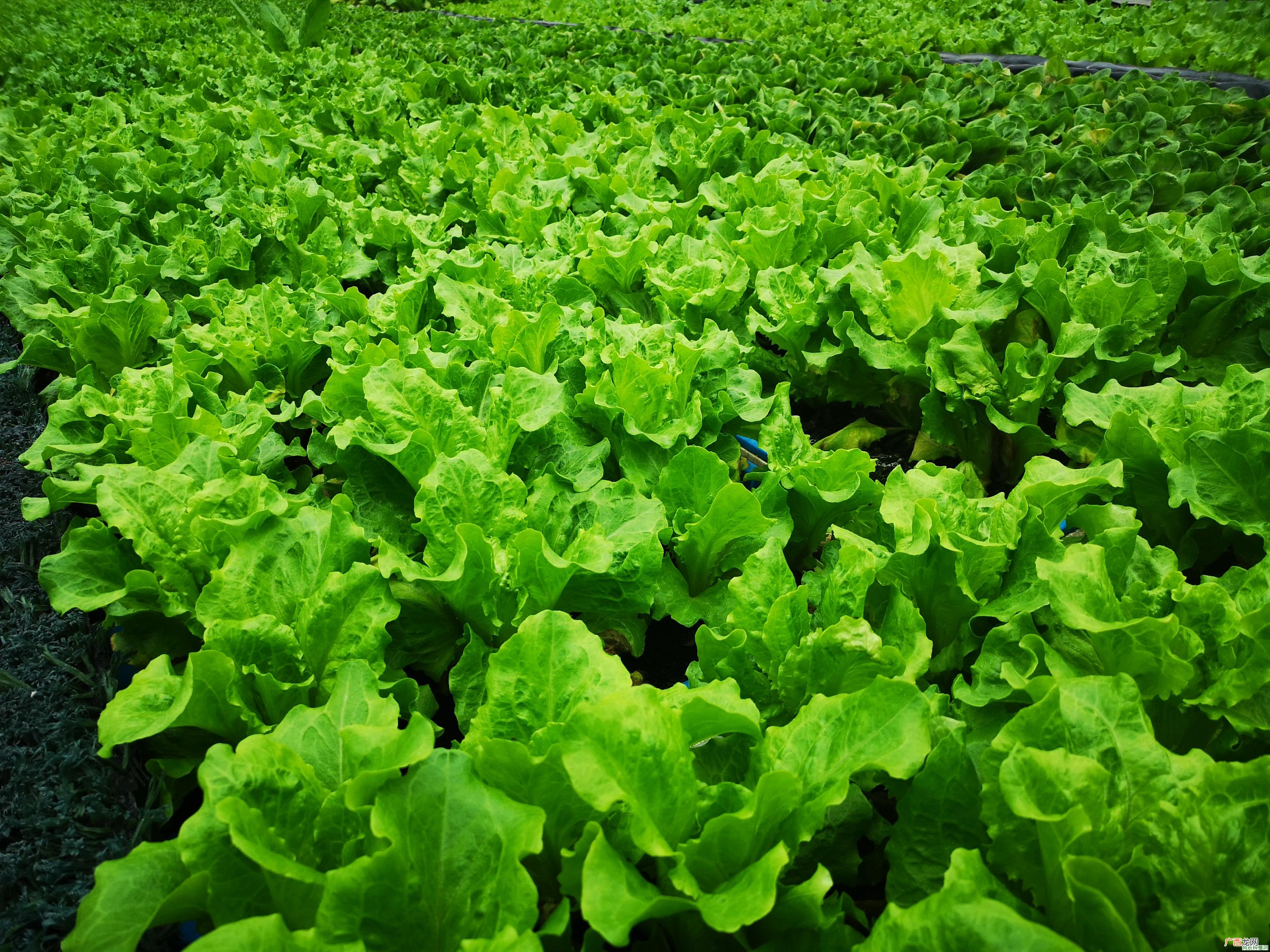 大葱的种植时间和施肥特点？原来如此
