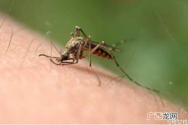 床头放什么防蚊子睡觉防蚊子的最好办法