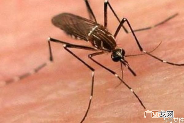 被蚊子咬了怎么止痒消肿蚊子为什么要吸血