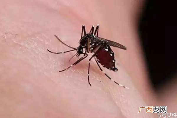 被蚊子咬了怎么止痒消肿蚊子为什么要吸血