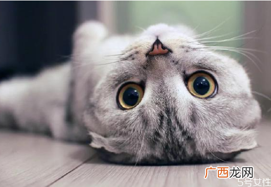 猫养两只还是一只科学养一公一母两只猫注意事项