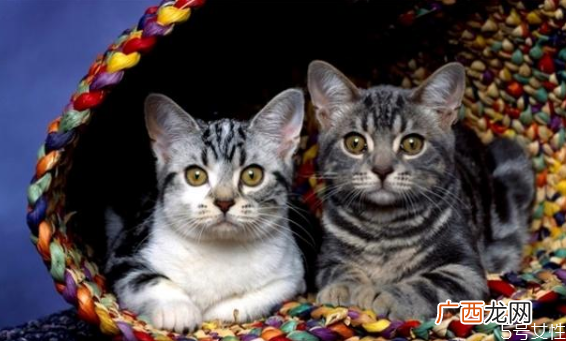 猫养两只还是一只科学养一公一母两只猫注意事项
