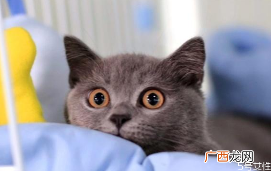 猫养两只还是一只科学养一公一母两只猫注意事项