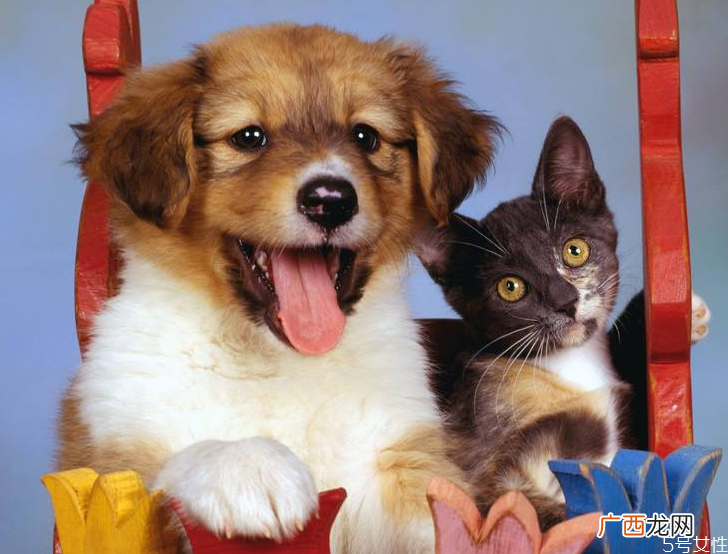 养猫一个月多少钱养猫费钱还是养狗费钱