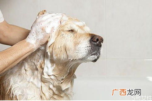 狗狗身上有跳蚤怎么处理狗跳蚤在人身上能活吗