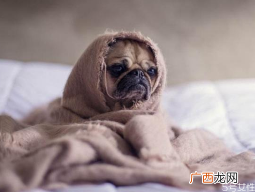 狗狗身上有跳蚤怎么处理狗跳蚤在人身上能活吗